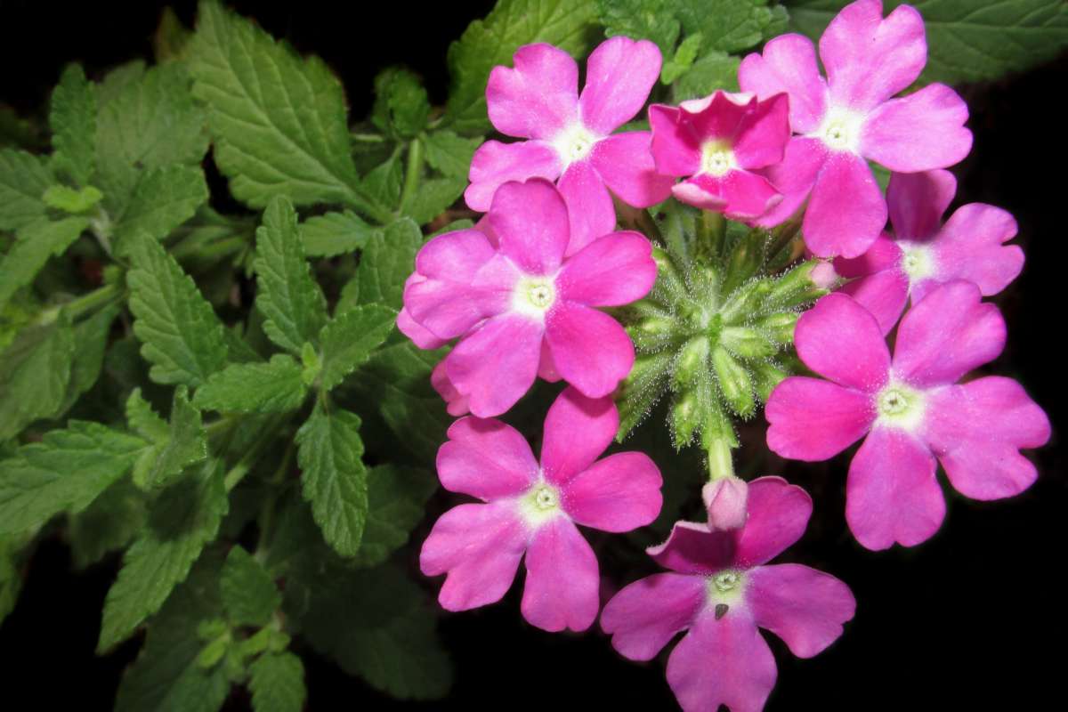 Garden vervain cluster of flowers and leaves