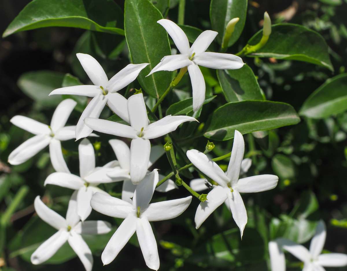 Jasminum officinale - common jasmine