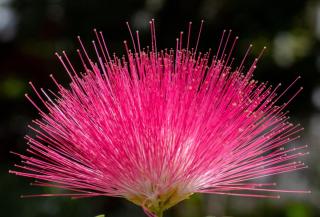 Native and invasive ranges of Albizia