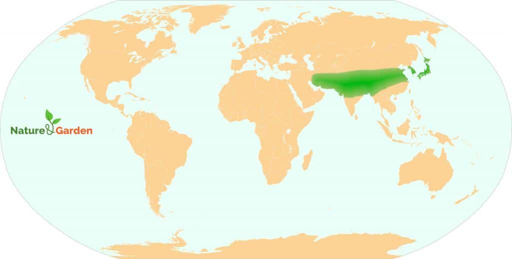 Native range of Albizia on the world map