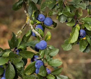 Pruning quetsche