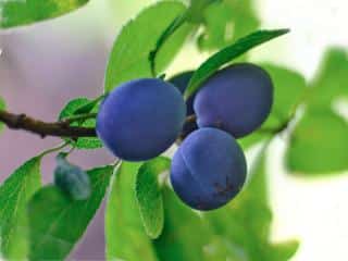 Alsace quetsche, a damson species