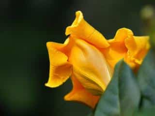 Chalice vine care