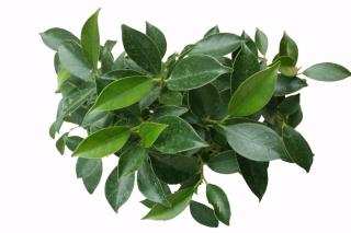 Ficus retusa foliage