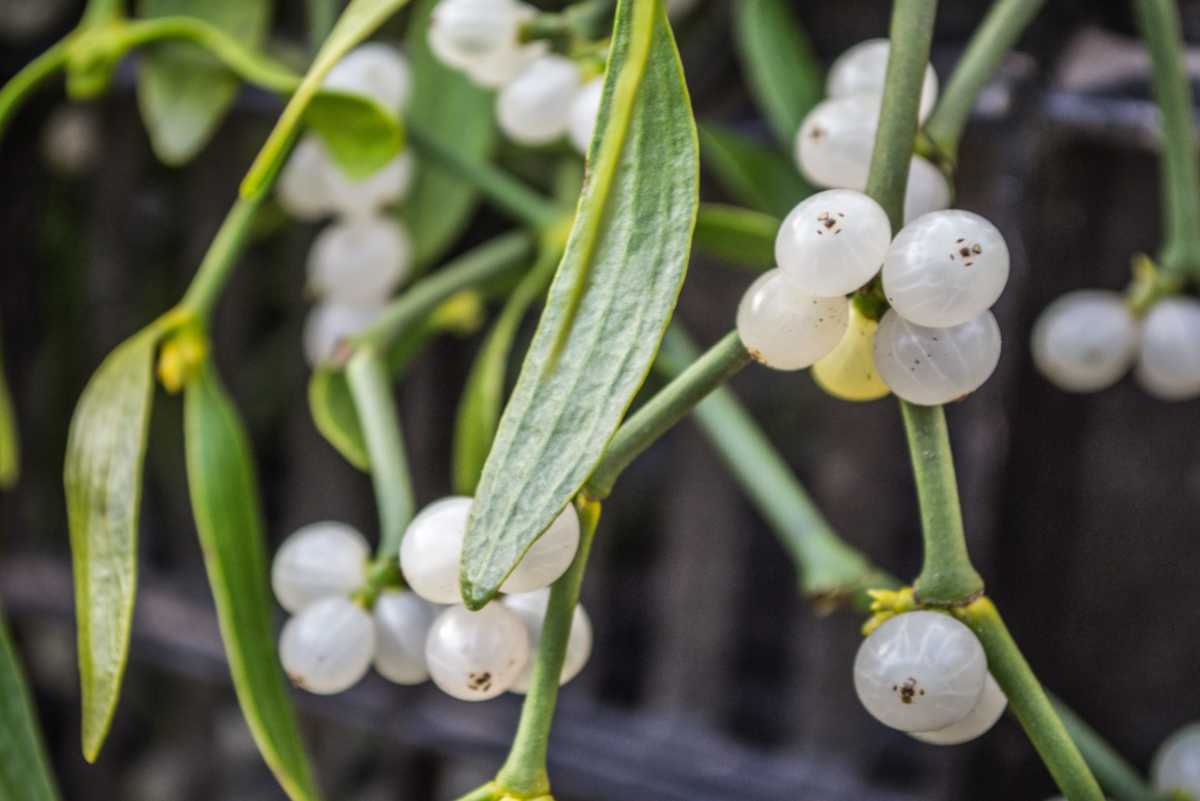 Mistletoe berries and leaves