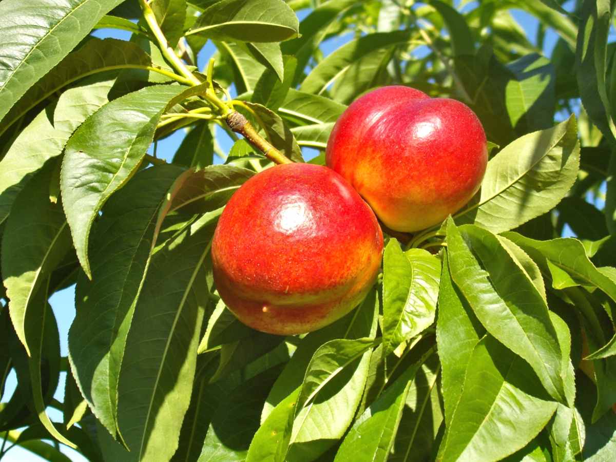 Nectarine tree