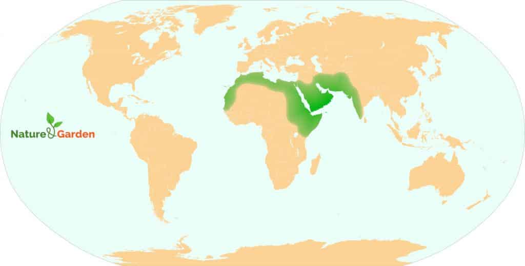 Native range of tamarix aphylla