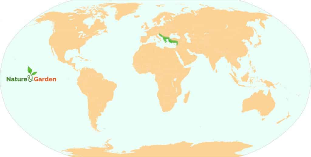 Native range of tamarisk parviflora
