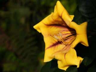 Solandra chalice vine