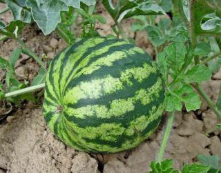 How to know when watermelon is ripe