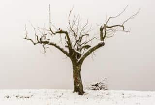 winter-pruning-pear-apple-trees