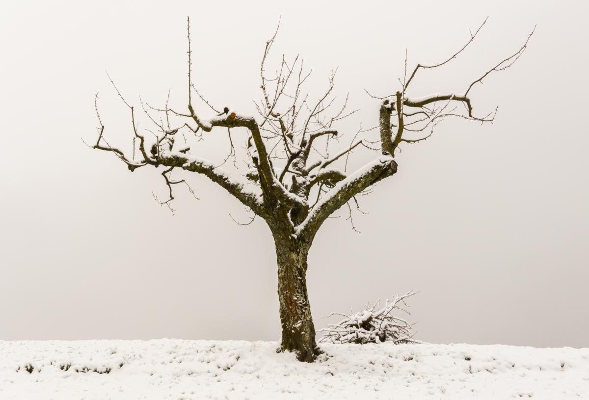 winter-pruning-pear-apple-trees