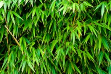 Bamboo leaves covering a fence like an evergreen hedge