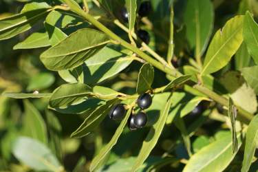 bay laurel leaves and fruit, an evergreen