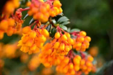 Berberis evergreen hedge shrub blooming