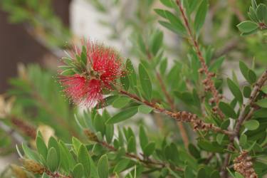 Bottlebrush flowers with evergreen leafage