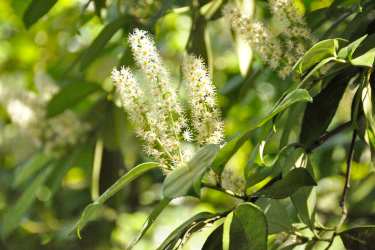 cherry laurel evergreen hedge