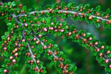 Cotoneaster, an evergreen hedge shrub that is easy to care for