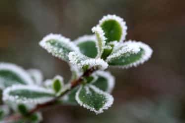 Escallonia green leaves with frost around them