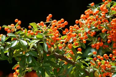 Fire thorn, pyracantha with fruit on an evergreen hedge