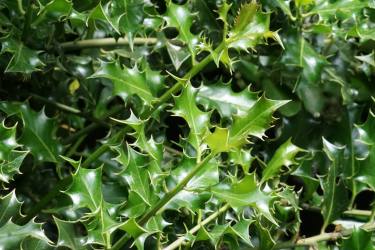 Holly evergreen leaves, prickly hedge
