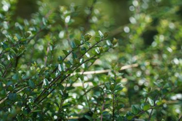 Evergreen and great for hedges, honeysuckle