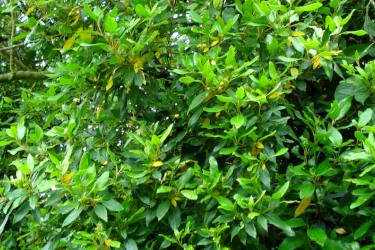 Laurestine leaves stay green in winter, ideal for privacy hedges