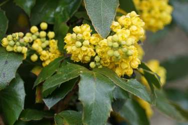 Mahonia evergreen leaves with fresh blooms