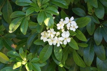 Mexican Orange, triple evergreen leaves with white flowers