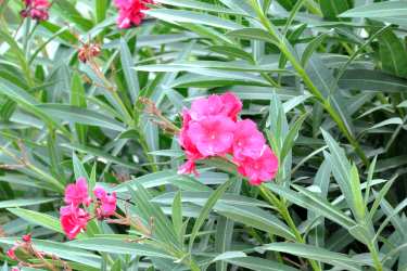 Oleander, a hedge shrub with evergreen leaves