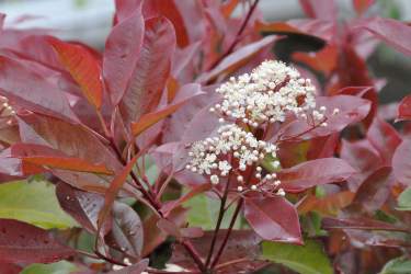 Photinia, an evergreen hedge shrub with red leaves