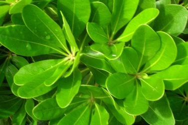 Pittosporum clump of green leaves