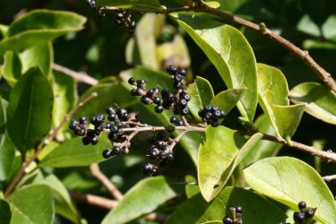 wild privet green winter leaves with fruits