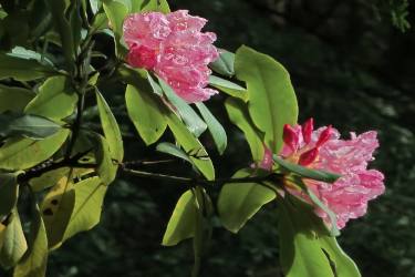 rhododendron flowers with evergreen leafage