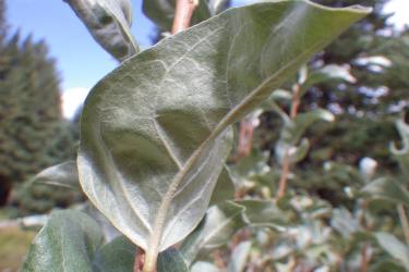 Eleagnus leaf showing a silver-colored evergreen underside