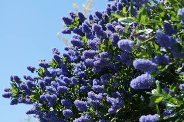 Soap bush flowers with evergreen leaves