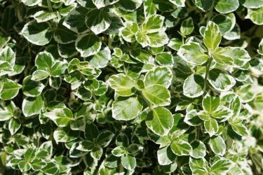 Spindle, with evergreen variegated leaves