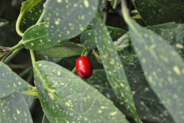 Evergreen spotted laurel as a hedge shrub