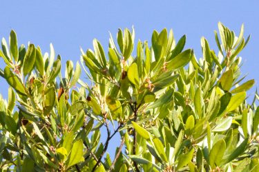 strawberry tree leaves reaching for the sky