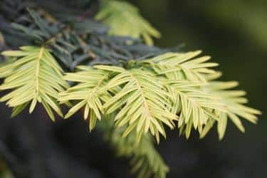 Yew green leaves with fresh growth