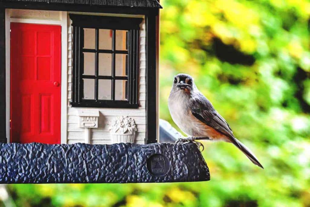 Bird with a feeder
