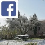 Picture related to Olive trees in freezing weather overlaid with the Facebook logo.
