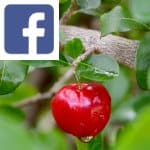 Picture related to Acerola overlaid with the Facebook logo.