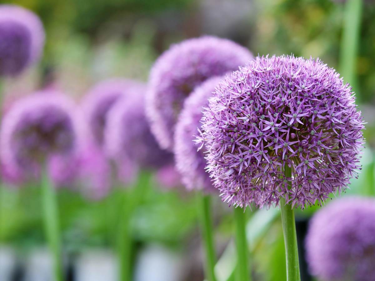 Giant onion flower