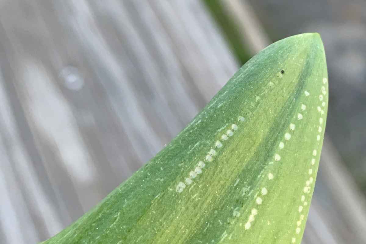 Leaf miner symptoms on an allium leaf