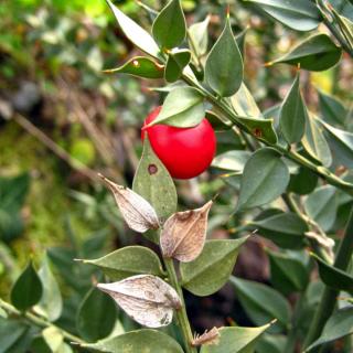 Butcher's broom is a non-invasive type of broom