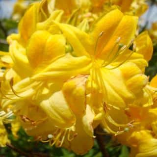 Yellow cover of flowers for this azalea that's ideal to replace invasive french and scotch broom