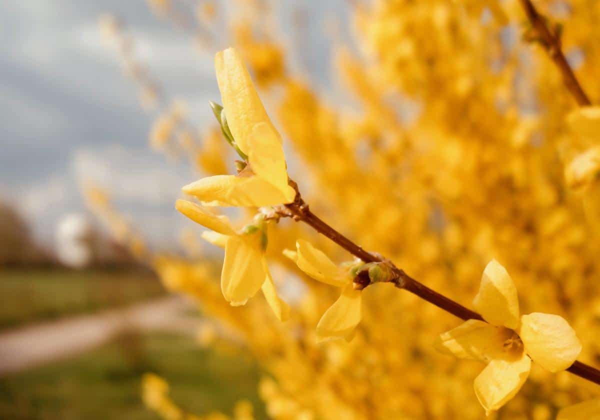Forsythia hedge with a blurry background