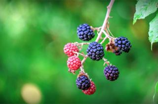 Blackberries ripening