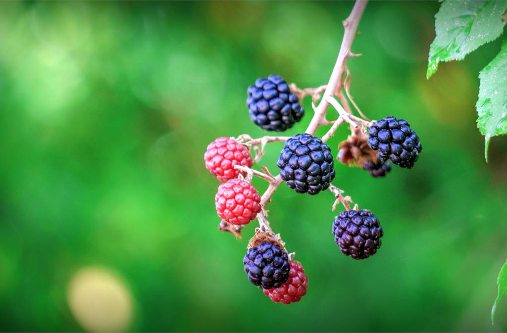 Blackberries ripening